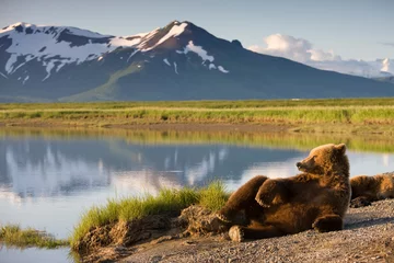Fotobehang Grizzly Bear, Katmai National Park, Alaska © Paul