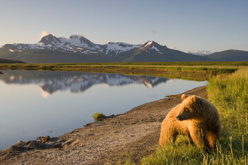 Grizzly Bear, Katmai National Park, Alaska