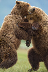 Grizzly Bears Wrestling, Katmai National Park, Alaska