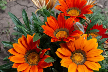 bouquet of orange flowers