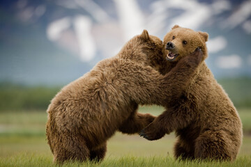Grizzly Bears Wrestling, Katmai National Park, Alaska