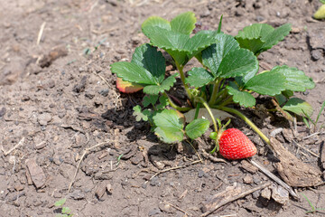 strawberries growing in a garden