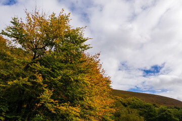 Obraz premium Aerial view of trees in autumn