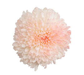 Pink pastel Chrysanthemum flower on isolated white background.Floral clipping path object.