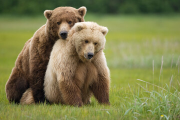 Obraz premium Grizzly Bears Mating, Katmai National Park, Alaska