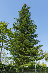 Beautiful young fir (abies) in city park 'Krasnodar' or 'Galitsky park'. Nature concept for design. Place for your text
