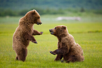 Grizzly Bears Sparring, Katmai National Park, Alaska