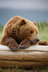 Obraz premium Grizzly Bear, Hallo Bay, Katmai National Park, Alaska