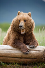 Fototapeta premium Grizzly Bear, Hallo Bay, Katmai National Park, Alaska