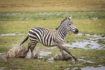 Fototapeta na wymiar Adult zebra running through wet and muddy plains of Amboseli in Kenya