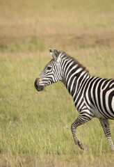 Fototapeta premium Vertical portrait of a zebra walking in grass fields of Masai Mara in Kenya