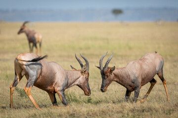 Naklejka na ściany i meble Two male adult topi antelope standing on their knees fighting in Masai Mara in Kenya