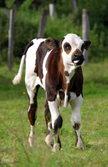 veau noir et blanc qui tire la langue