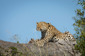 Adult leopard lying on a dead tree stretching showing its claws in Kruger Park in South Africa