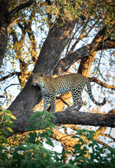 Vertical portrait of a leopard in tree in sunrise in Khwai Okavango Delta in Botswana