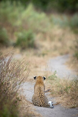 Vertical portrait of a back of a leopard sitting in a road in Khwai in Botswana