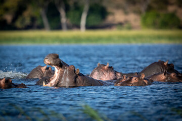 Fototapeta na wymiar Pod of hippos with one young hippopotamus yawning in Chobe River in Botswana