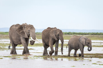 Fototapeta na wymiar Elephant family walking in line in the wet plains of Amboseli in Kenya