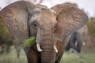 Zelfklevend Fotobehang Adult elephant female eating grass in Kruger Park in South Africa © stuporter
