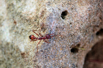 Black-scaped Bull Ant (Myrmecia nigriscapa) South Australia