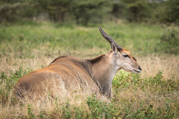 Naklejka na ściany i meble Eland antelope lying in grass in Ndutu in Tanzania