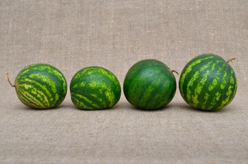 Watermelons are in a row on a rough burlap