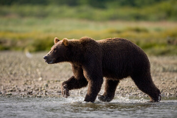 Fototapeta premium Grizzly Bear, Katmai National Park, Alaska