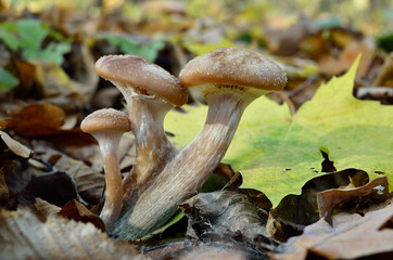 Young, wild mushrooms grow among the moss in the autumn forest.