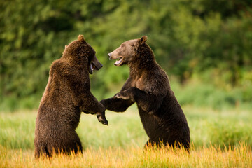Obraz na płótnie Canvas Grizzly Bears Fighting, Katmai National Park, Alaska