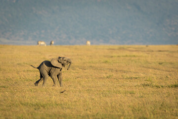 Fototapeta na wymiar Baby elephant walking in dry plains of Masai Mara in Kenya