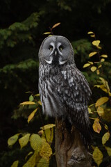 Grey owl resting on a tree trunk.