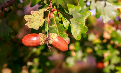 Acorns on an oak in autumn