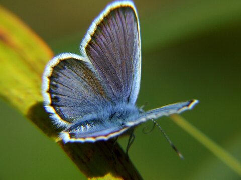 papillon bleu argenté