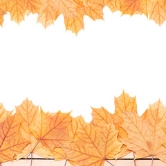autumn maple leaf frame border isolated on white background. above view. studio shot