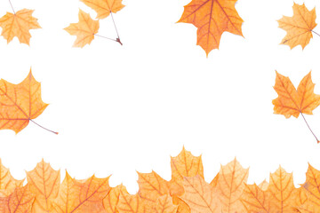 Naklejka na ściany i meble autumn maple leaf frame border isolated on white background. above view. studio shot