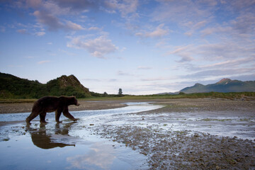 Grizzly Bear, Katmai National Park, Alaska