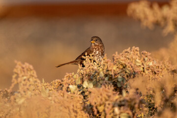 a sparrow resting on a bush