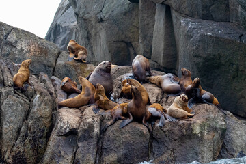 Fototapeta premium Family of seals on coastal rocks next to ocean in Gulf of Alaska in Kenai Fjords National Park, Alaska
