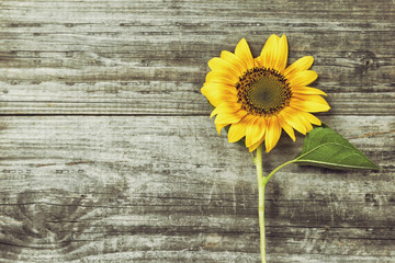 Yellow sunflower on old wooden background