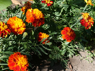 Red and yellow garden flowers. Summer.