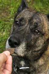 obedient dog looking at owner with treat