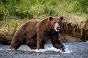 Fototapeta premium Grizzly Bear, Katmai National Park, Alaska