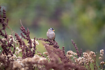 a sparrow resting on a bush