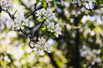 close-up of white flowers on blossoming tree outdoor in sunny backyard shot
