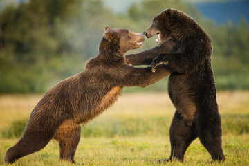 Grizzly Bears Sparring, Katmai National Park, Alaska