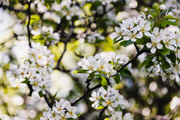 close-up of white flowers on blossoming tree outdoor in sunny backyard shot