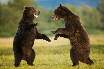 Grizzly Bears Sparring, Katmai National Park, Alaska