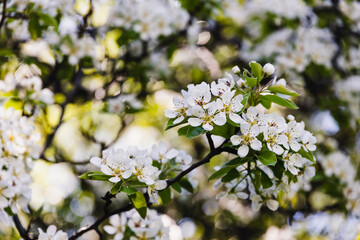 close-up of white flowers on blossoming tree outdoor in sunny backyard shot
