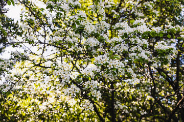 Fototapeta premium close-up of white flowers on blossoming tree outdoor in sunny backyard shot