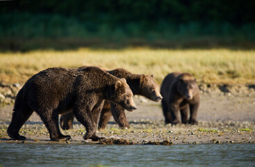 Grizzly Bears, Katmai National Park, Alaska